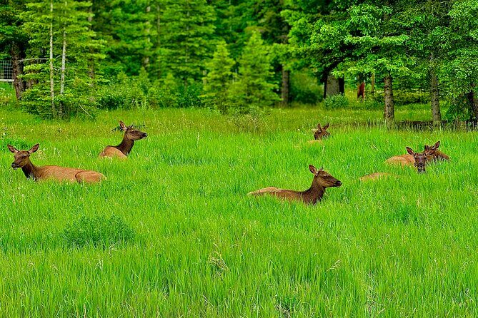 Lake Louise and Moraine Lake Exclusive Evening Private Tour - The Sum Up