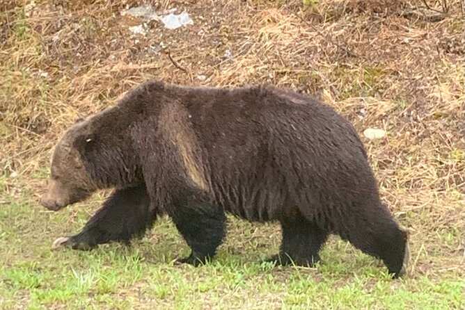 Lake Louise and the Icefields Parkway Full-Day Tour - Included in the Tour