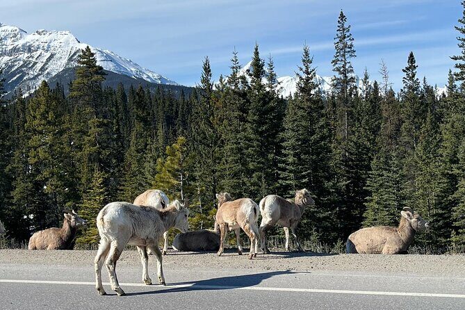 Lake Louise, Moraine Lake/Johnston Canyon, Banff Hot Springs Tour - FAQ