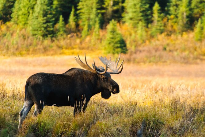 Lake Louise & Moraine Self-Guided Driving Audio Tour - Booking Confirmation