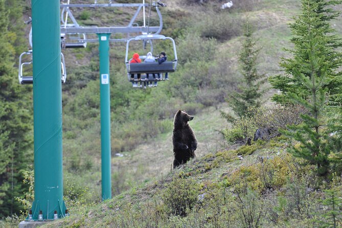 Lake Louise Summer Gondola Experience - Dining Options at the Top