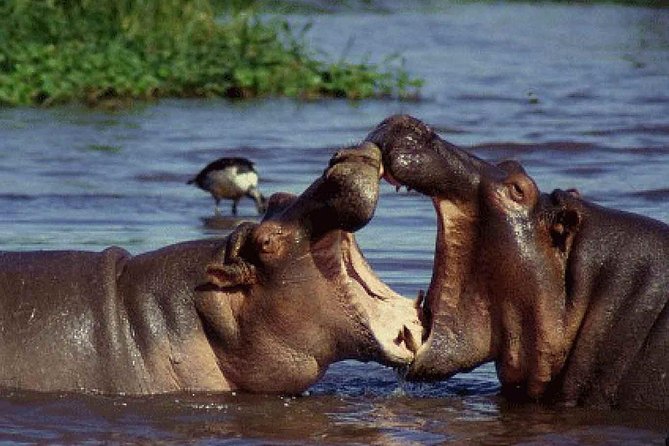 Lake Manyara National Park Full-Day Tour From Arusha - Traveler Guidelines and Restrictions