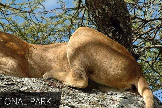 Lake Manyara National Park Full-Day Tour From Arusha - Customer Feedback