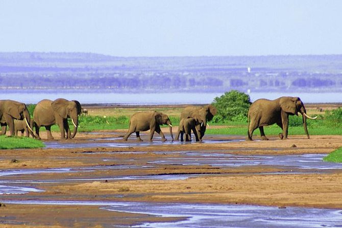 Lake Manyara National Park Full-Day Tour From Arusha - Contact Information