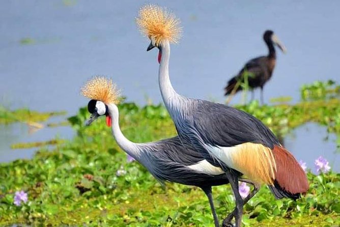 Lake Naivasha & Crescent Island Day Trip. - Park Entrance Fees