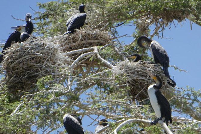 Lake Naivasha Day Tour Including the Crescent Island - Wildlife Encounters on Crescent Island