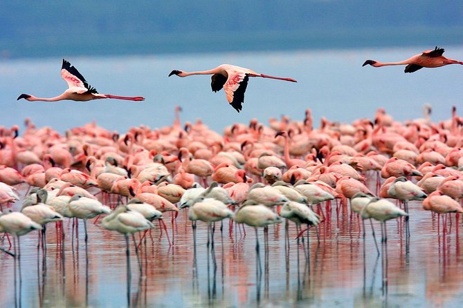 Lake Nakuru Day Trip From Nairobi - Pickup and Logistics