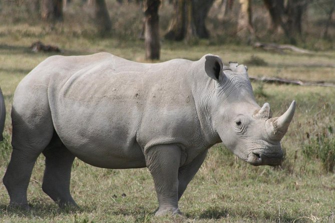 Lake Nakuru Day Trip From Nairobi - Accessibility and Participation