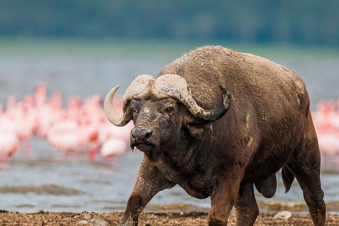 Lake Nakuru Day Trip From Nairobi - Personalized Service