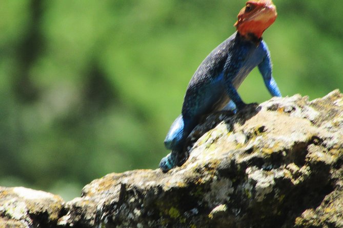 Lake Nakuru Day Trip Safari – & Optional Lake Naivasha Boat - Overview of the Safari Tour