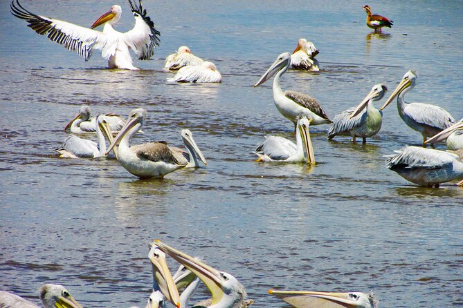 Lake Nakuru Day Trip Safari – & Optional Lake Naivasha Boat - Experience Highlights