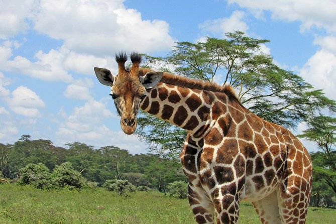 Lake Nakuru Day Trip Safari – & Optional Lake Naivasha Boat - Health and Accessibility