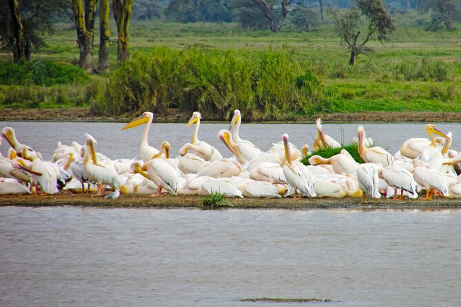 Lake Nakuru Day Trip Safari – & Optional Lake Naivasha Boat - Reviews and Ratings