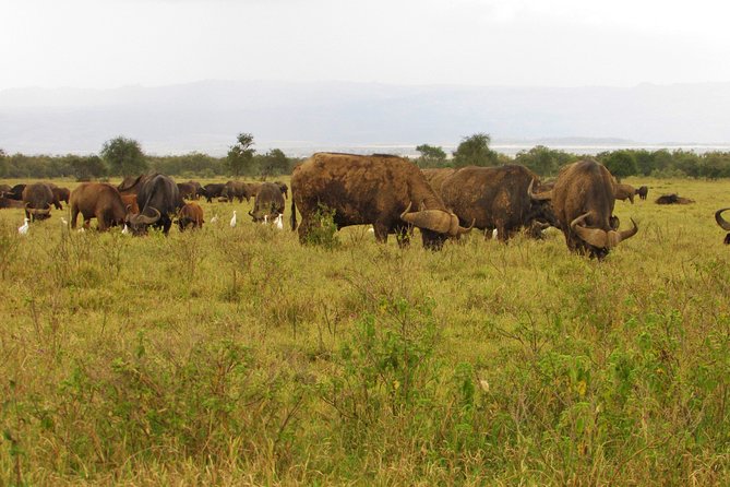 Lake Nakuru Day Trip Safari – & Optional Lake Naivasha Boat - Safari Itinerary