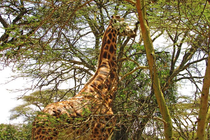 Lake Nakuru Day Trip Safari – & Optional Lake Naivasha Boat - What to Bring