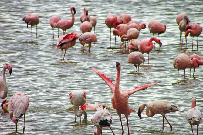 Lake Nakuru Day Trip Safari – & Optional Lake Naivasha Boat - Booking and Cancellation Policy