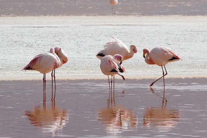 Lake Nakuru, Naivasha & Masai Mara 4 Days Private Jeep Safari - Traveler Information