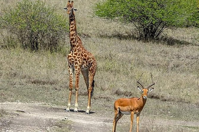 Lake Nakuru National Park Day Tour From Nairobi - About Your Stay