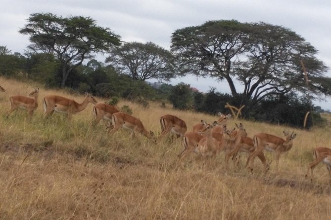 Lake Nakuru National Park Day Tour From Nairobi - Traveler Reviews and Experiences