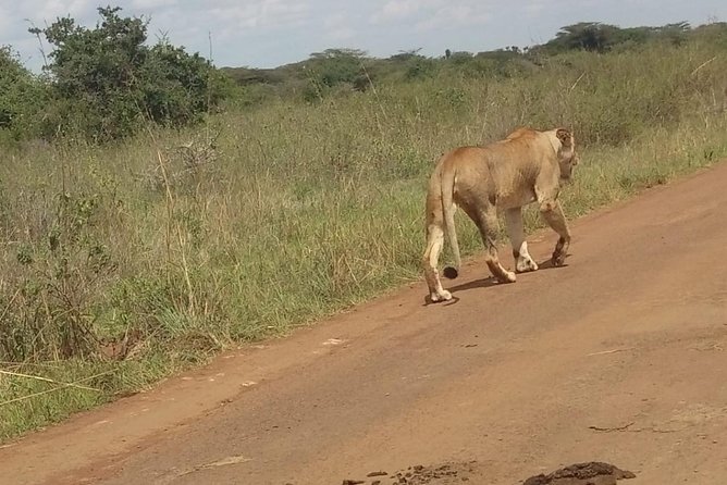 Lake Nakuru National Park Day Tour From Nairobi - Customer Service and Host Responses