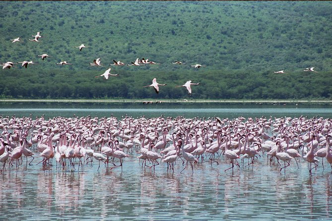 Lake Nakuru National Park Day Tour From Nairobi - Tips for a Successful Tour