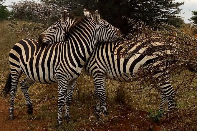 Lake Nakuru National Park Day Tour From Nairobi - Nearby Attractions and Activities