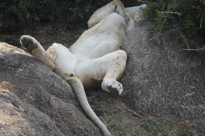 Lake Nakuru National Park Day Tour Via Lake Naivasha - Inclusions and Exclusions