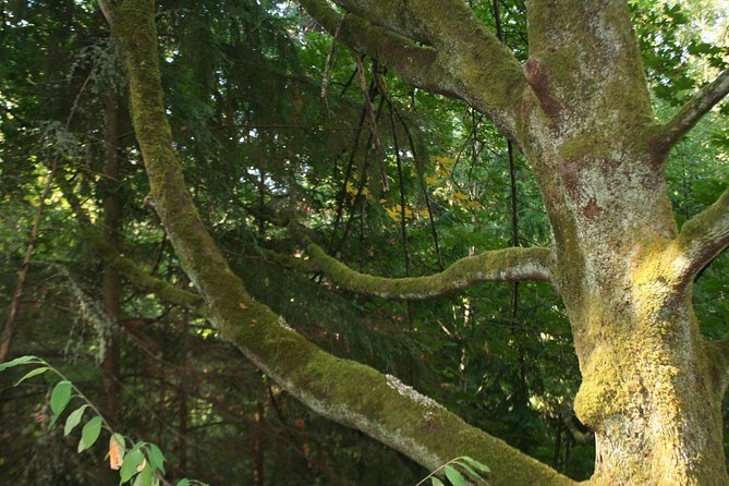 Lake, Old Growth Trees and Columbia City: Beautiful Natural Spaces and History - Scenic Highlights