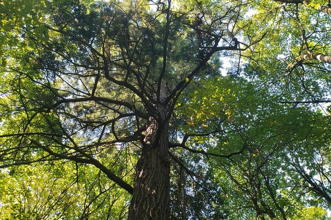 Lake, Old Growth Trees and Columbia City: Beautiful Natural Spaces and History - Tour Details