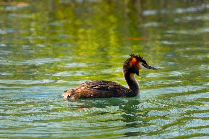 Lake Skadar: Early-morning Birdwatching and Photography Tour - Meeting and Departure