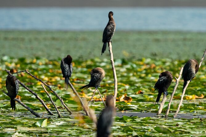 Lake Skadar: Early-morning Birdwatching and Photography Tour - Accessibility Information