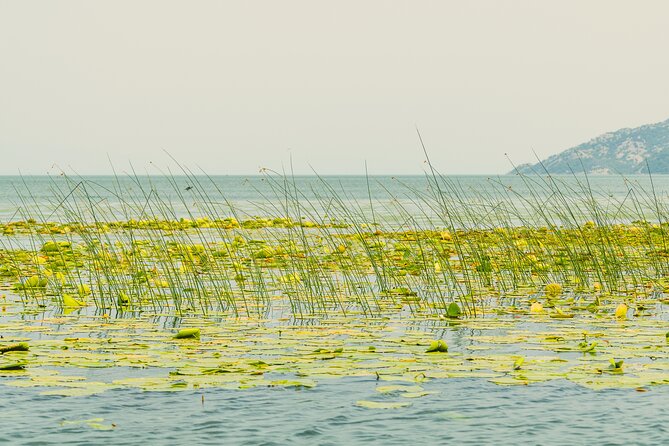 Lake Skadar Guided Tour: Discover the Montenegrin Alcatraz - Boat Tour and Onboard Activities