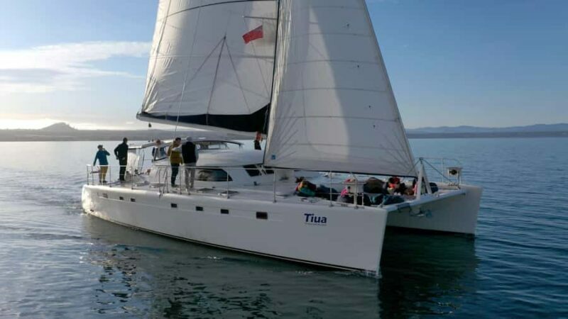 Lake Taupo: Luxury Sailing Catamaran to Mori Rock Carvings - The Full Itinerary Breakdown