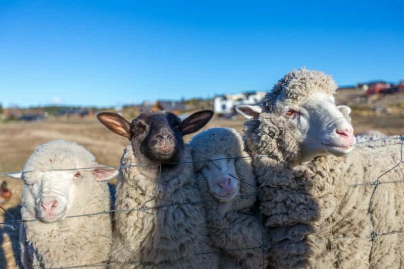 Lake Tekapo: Guided Petting Zoo Visit - Lake Tekapo: Guided Petting Zoo Visit - A Genuine Farm Experience in the Heart of the South Island