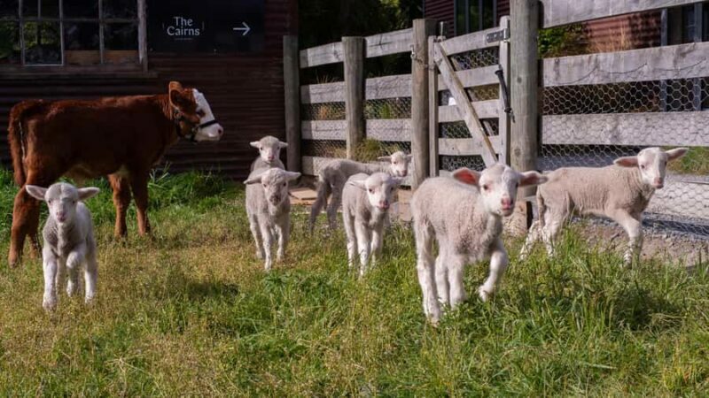 Lake Tekapo: Guided Petting Zoo Visit - Key Points