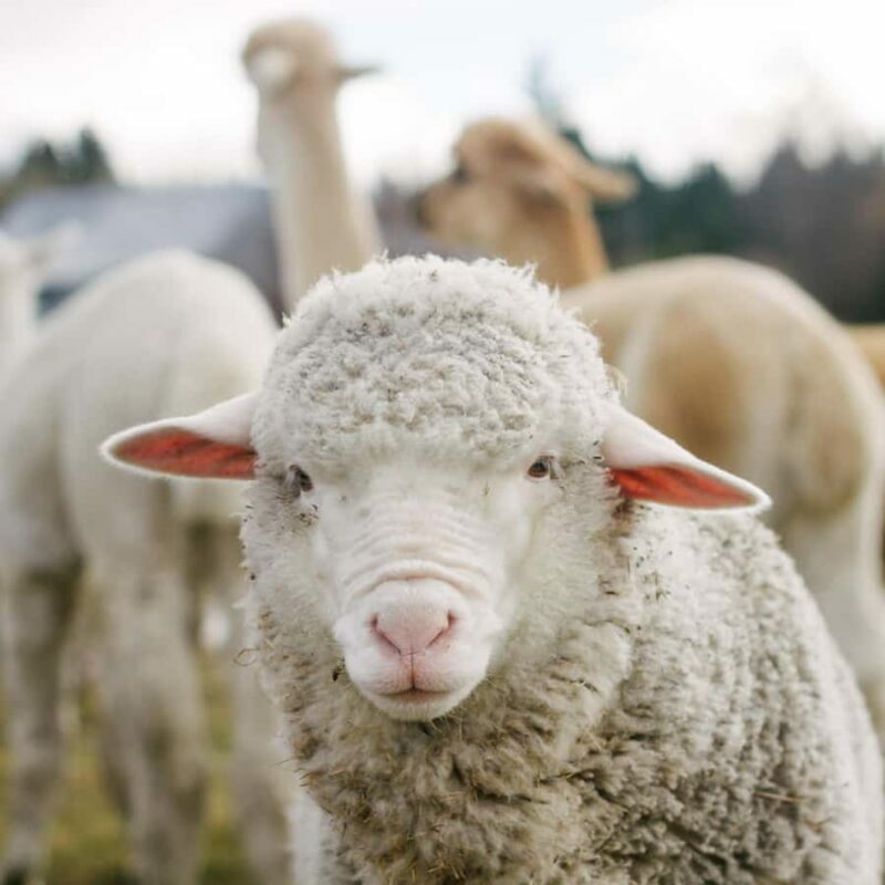Lake Tekapo: Guided Petting Zoo Visit - The Value of This Tour
