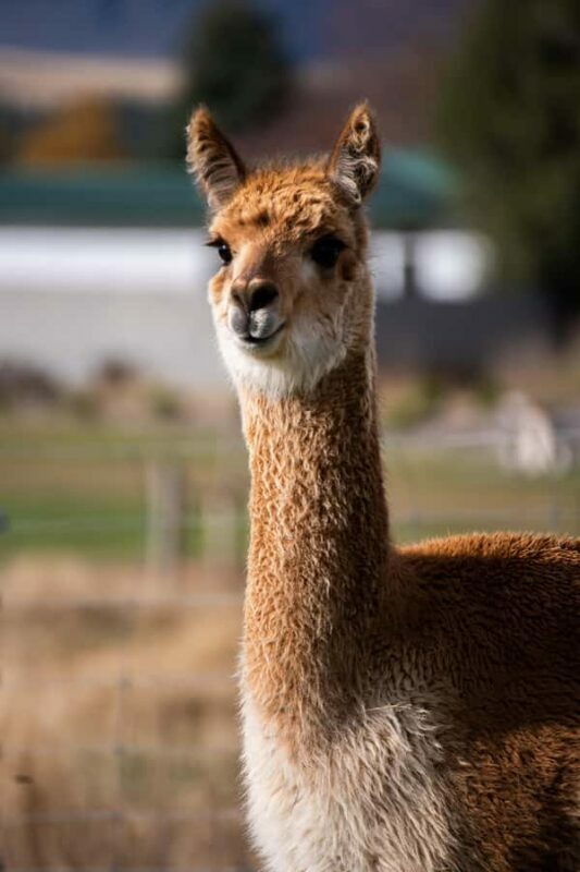 Lake Tekapo: Guided Petting Zoo Visit - Practical Details