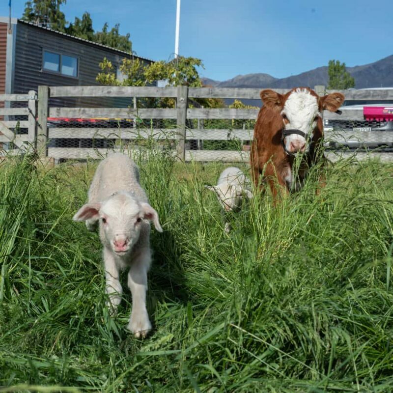 Lake Tekapo: Guided Petting Zoo Visit - Final Thoughts