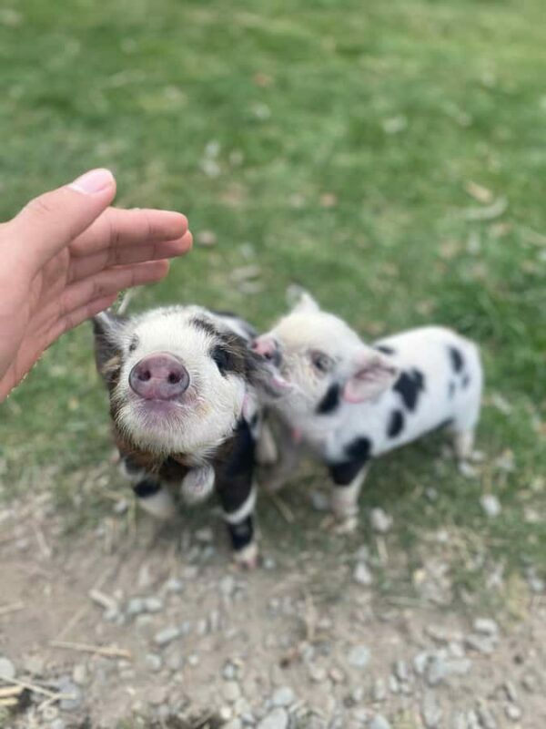 Lake Tekapo High Country Farm Tour (Carbon Positive) - A Closer Look at the Experience