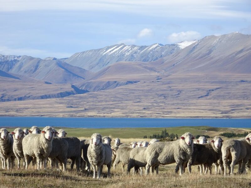 Lake Tekapo Scenic 4WD Cass Valley Wilderness Tour - Meeting Point