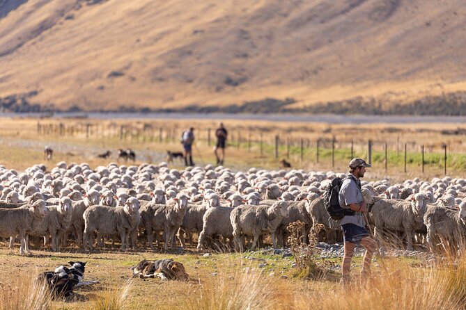 Lake Tekapo Tour Scenic 4WD Mountains & Glaciers - Tour Inclusions