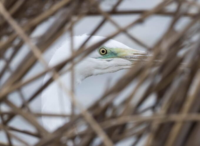 Lake Tisza: Boat Trip in the Bird Paradise - Recommended Gear and Attire