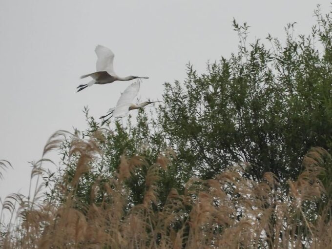 Lake Tisza: Boat Trip in the Bird Paradise - Recap