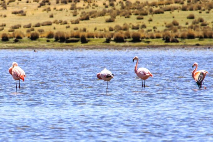 Lake Titicaca in Luxury Train Ending in Arequipa for 3 Days - Cancellation Policy