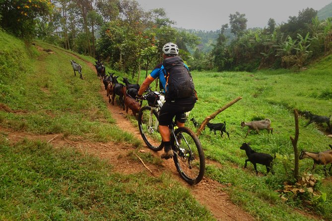Lake Victoria Island Cycling Tour From Kampala - Tour Details