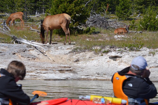 Lake Yellowstone Half Day Kayak Tours Past Geothermal Features - Geothermal Features