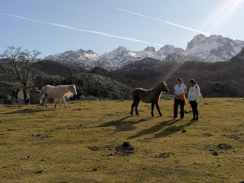 Lakes of Covadonga: Mountain Route for All Audiences - Transportation and Group Size