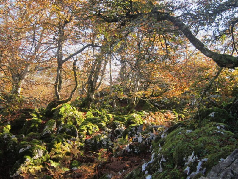 Lakes of Covadonga: Mountain Route for All Audiences - Inclusions and What to Bring