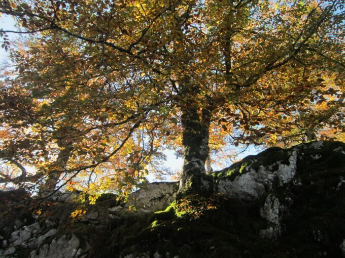 Lakes of Covadonga: Mountain Route for All Audiences - Highlights and Optional Activities