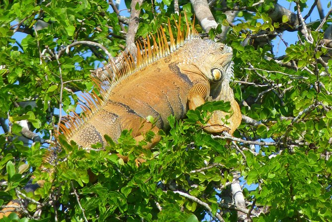 Lamanai Maya Ruin & New River Wildlife Adventure From Belize City - Scenic River Cruise